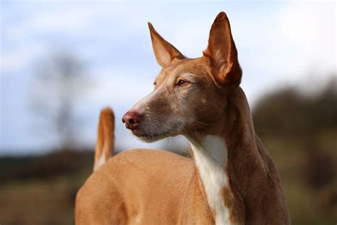 podenco paternino|Podenco (Pods): Dog Breed Characteristics & Care